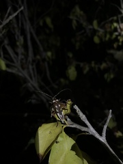 Eburia decemmaculata