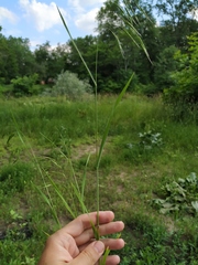 Bromus arvensis
