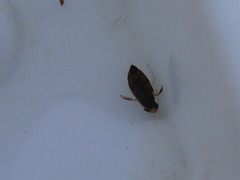 Corixoidea
