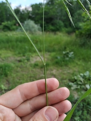 Bromus arvensis
