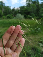 Bromus arvensis