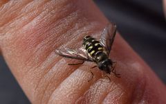 Dasysyrphus intrudens