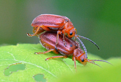 Tricholochmaea kalmiae