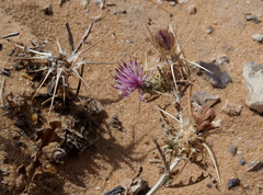 Centaurea pallescens