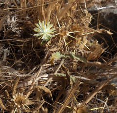 Centaurea pallescens
