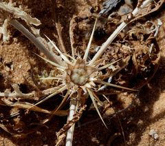 Centaurea pallescens