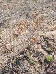 Astragalus davuricus