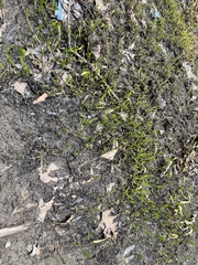 Lilaeopsis carolinensis