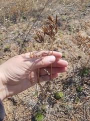 Astragalus davuricus