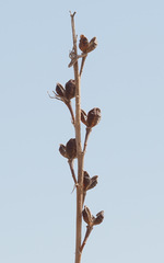 Asphodelus tenuifolius