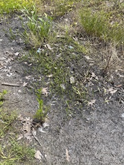 Lilaeopsis carolinensis