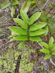 Mischocarpus pyriformis