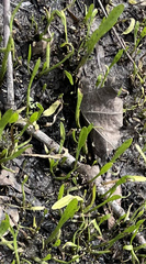 Lilaeopsis carolinensis