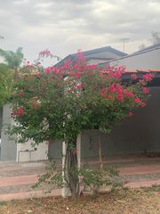 Bougainvillea