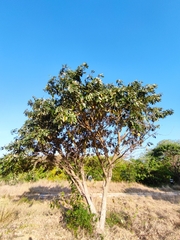 Melicoccus oliviformis