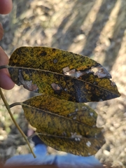 Melicoccus oliviformis