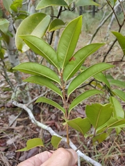 Mischocarpus pyriformis