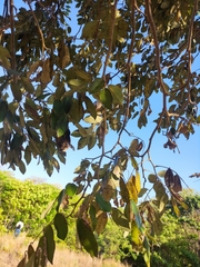 Melicoccus oliviformis