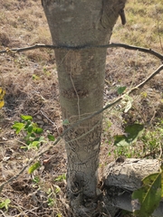 Melicoccus oliviformis