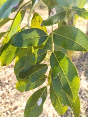 Melicoccus oliviformis