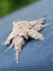 Calliteara pudibunda