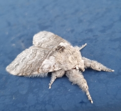 Calliteara pudibunda