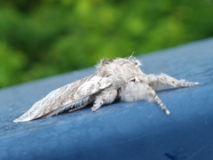 Calliteara pudibunda