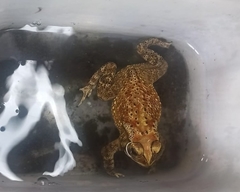 Duttaphrynus melanostictus