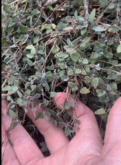 Chenopodium triandrum