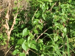 Moduza procris milonia