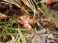 Cladonia murrayi