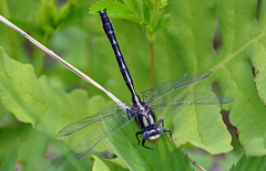 Phanogomphus borealis