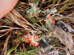 Cladonia murrayi