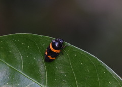 Cosmoscarta abdominalis