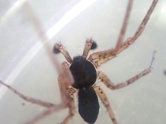 Philodromus dispar