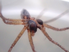 Philodromus dispar