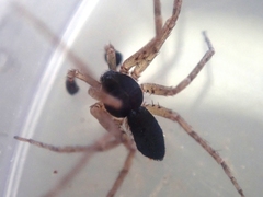 Philodromus dispar