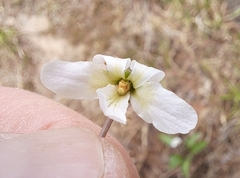 Viola patrinii