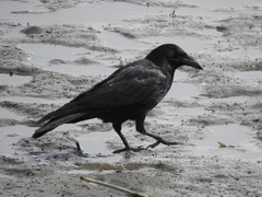 Corvus corone