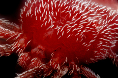 Balaustium