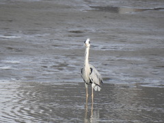 Ardea cinerea
