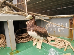 Sula leucogaster plotus