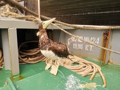 Sula leucogaster plotus