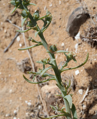 Halothamnus lancifolius