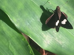 Notocrypta paralysos varians