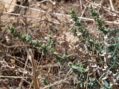 Halothamnus lancifolius