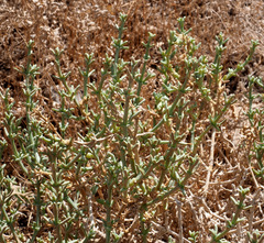 Anabasis setifera