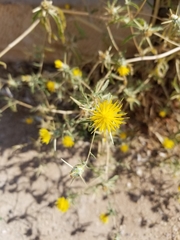 Centaurea hyalolepis