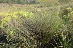 Hypodiscus alboaristatus