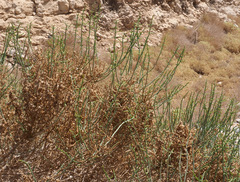 Haloxylon salicornicum